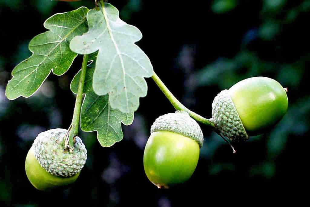 Stiel-Eiche
Quercus robur