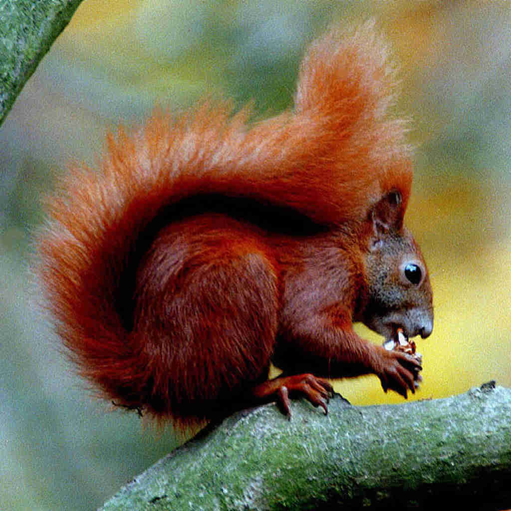 Eichhoernchen-Sciurus vulgaris