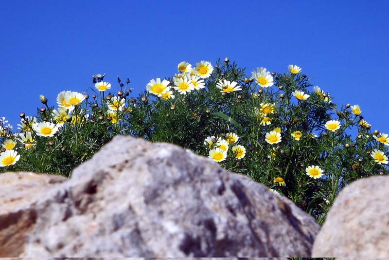 Es Palmer Bluetenpracht