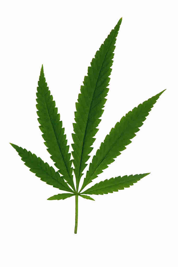 Blatt einer Hanf-Pflanze (Cannabis sativa)