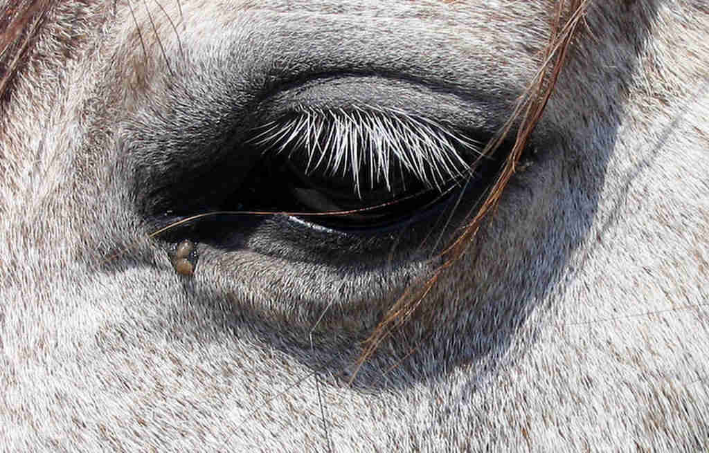 Ses Covetes-Mallorca