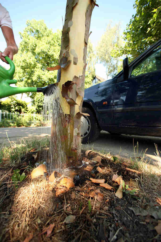 Platane-Platanus x acerifolia