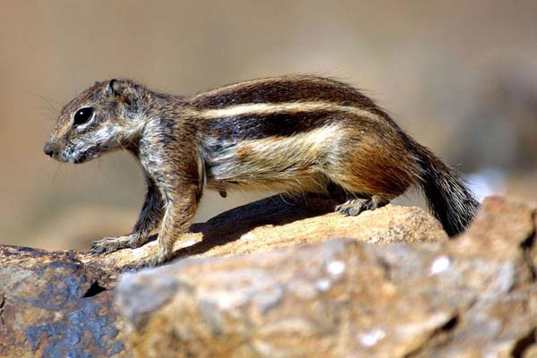 Wuestenhoernchen ( Atlantoxeros getulas)