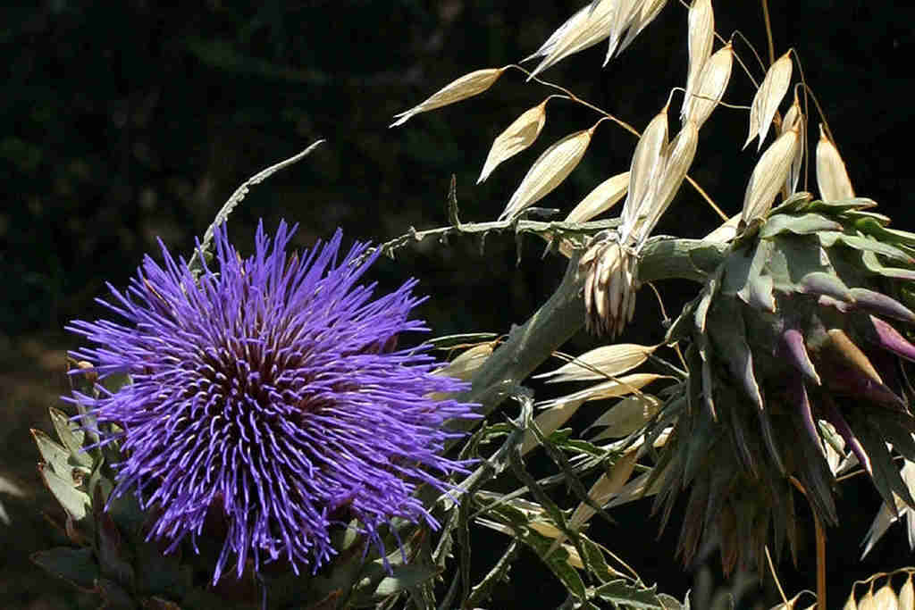 Artischockenbluete und HaferA