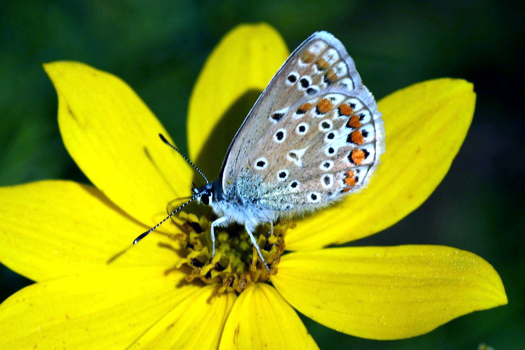 Tagfalter Gemeiner Bluling-Weibchen-Polyommatus Polyommatus icarus


Polyommatus Polyommatus icarus

Hauhechel-Bluling -
Gemeiner Bluling-Weibchen
