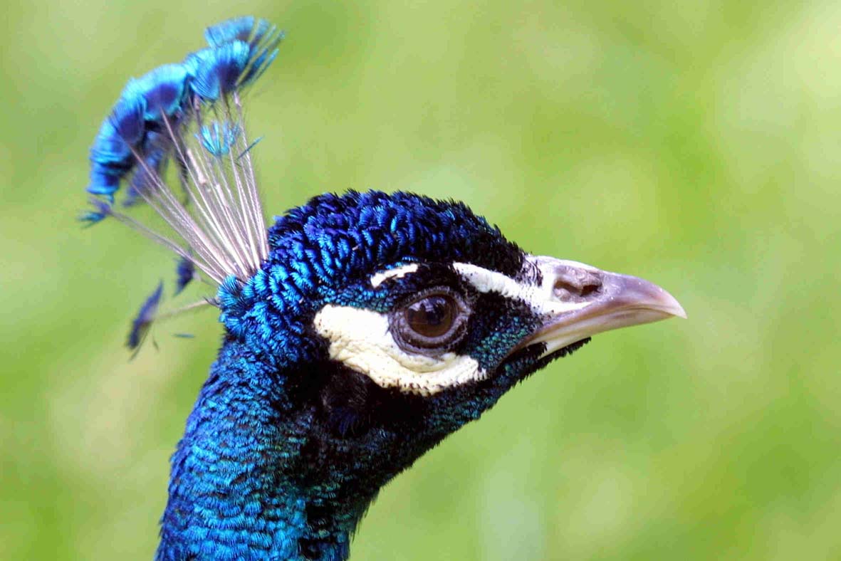 Blauer Pfau