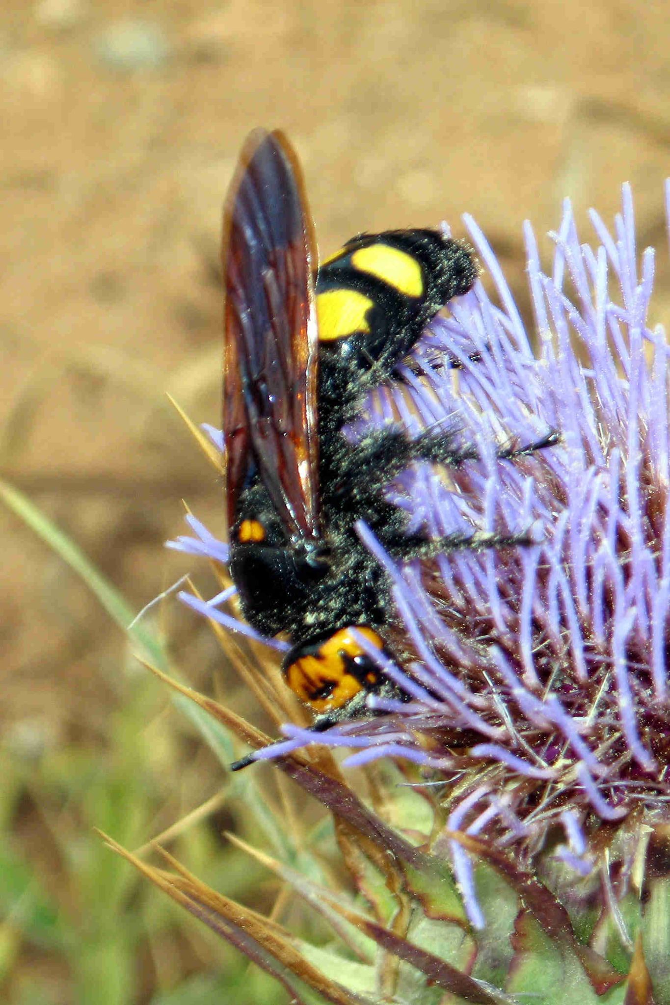 Dolchwespe ( S. flavifrons ) im Juni in Sa Rapita - Mallorca