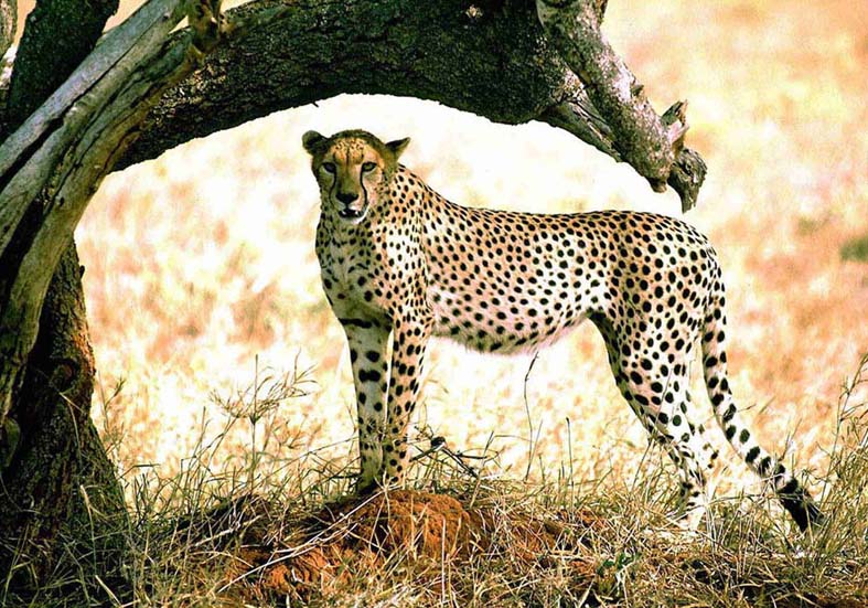 Gepard
