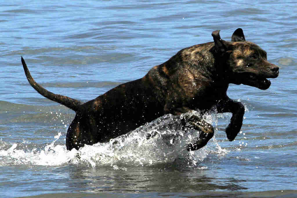 Kraftvoller Satz dieses Hundes ins Wasser
bringt ersehnte Abkuehlung