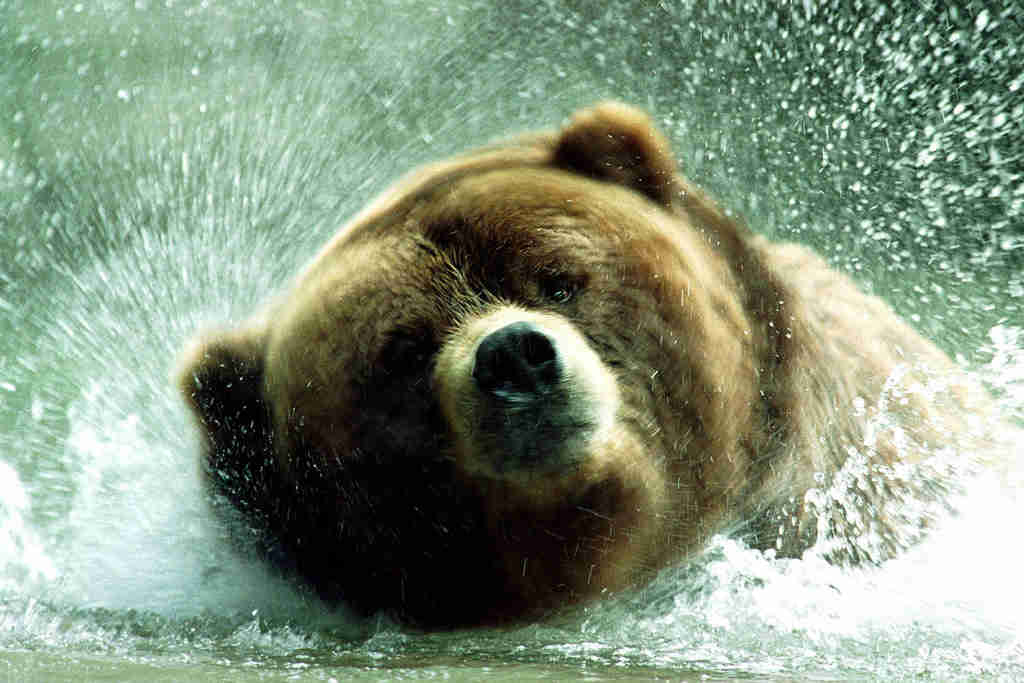 Der Kodiakbr - Ursus arctos middendorffi
Hagenbecks Tierpark-Ku