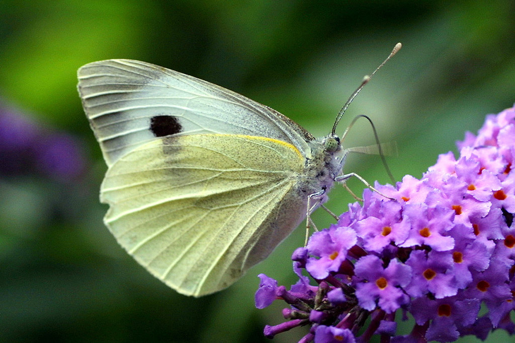Kleiner Kohlwei§ling - Pieris rapae