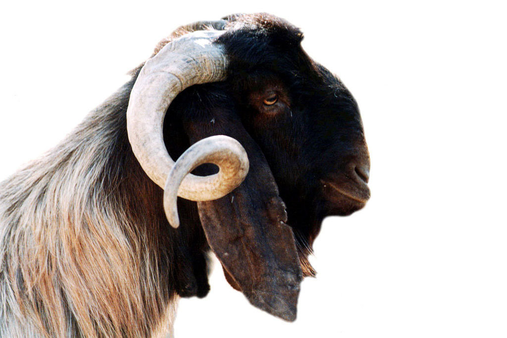 Mufflon (Ovis orientalis musimon)