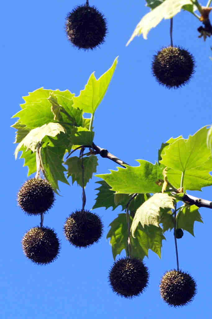 Platane (Platanus x hispanicus)