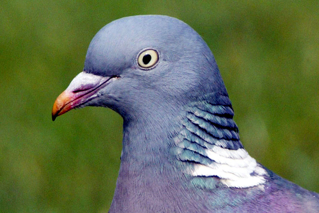 Ringeltaube (Columba palumbus)