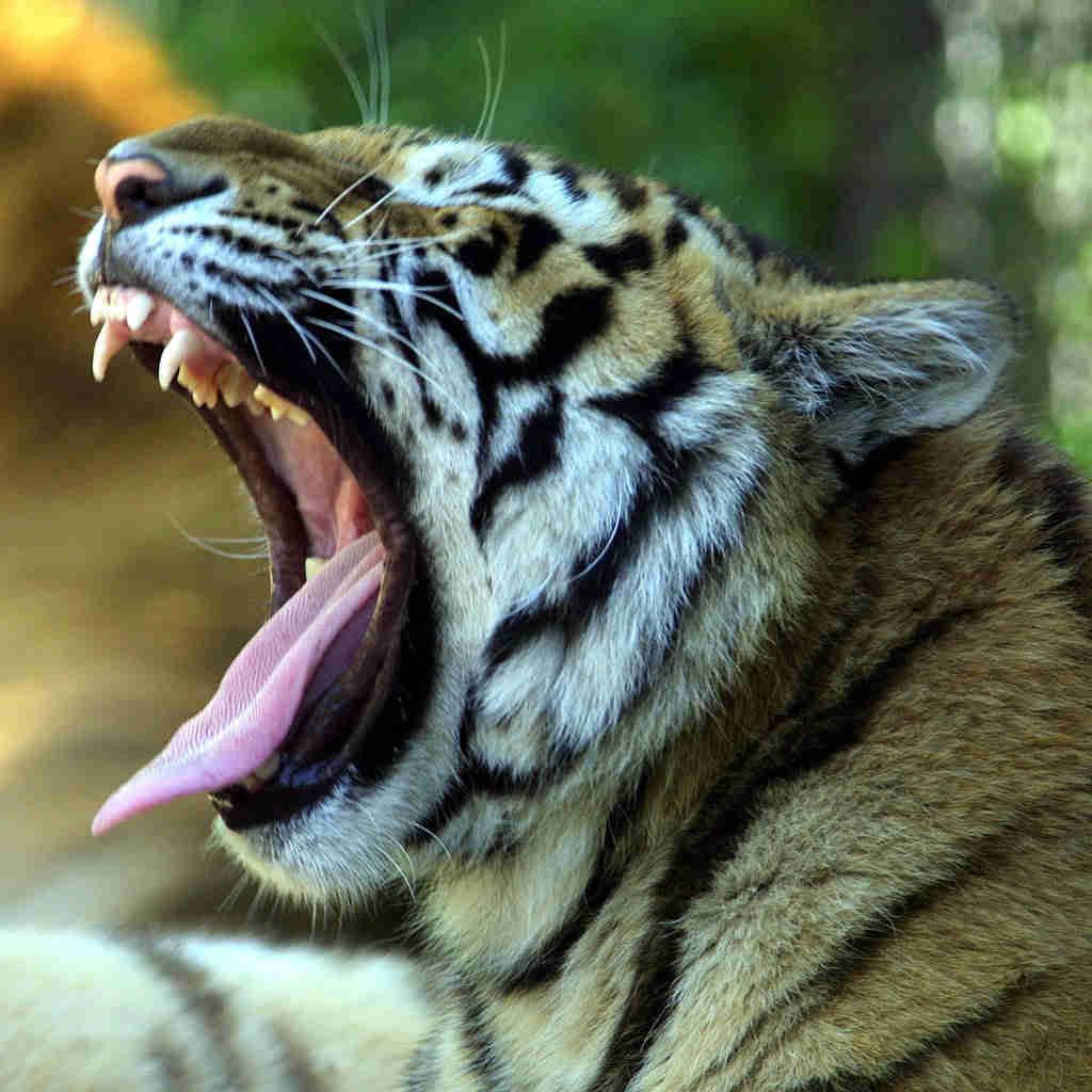 Sibirischer Tiger -Panthera tigris altaica