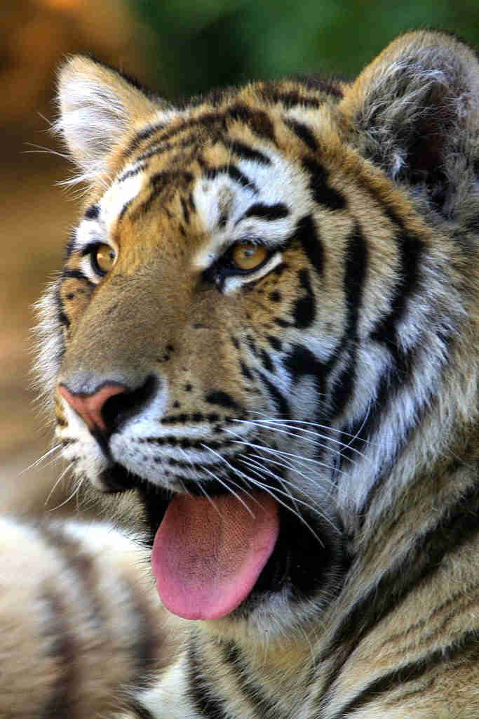 Sibirischer Tiger - Panthera tigris altaica