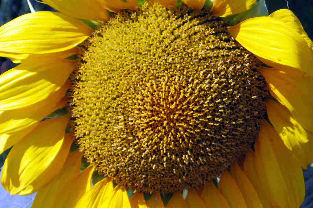 Sonnenblume - Helianthus annuus