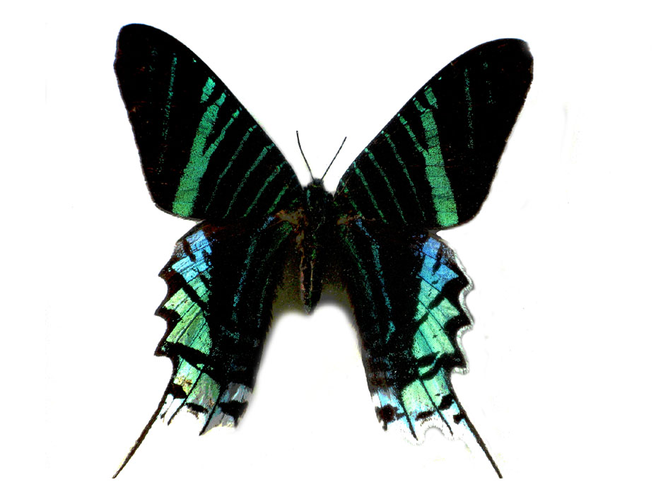 Tagfliege urania leilus Mittel u Suedamerika