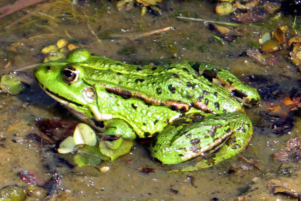 Der Teichfrosch - Rana kl. esculenta