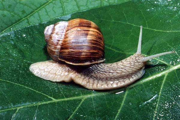 Weinbergschnecke